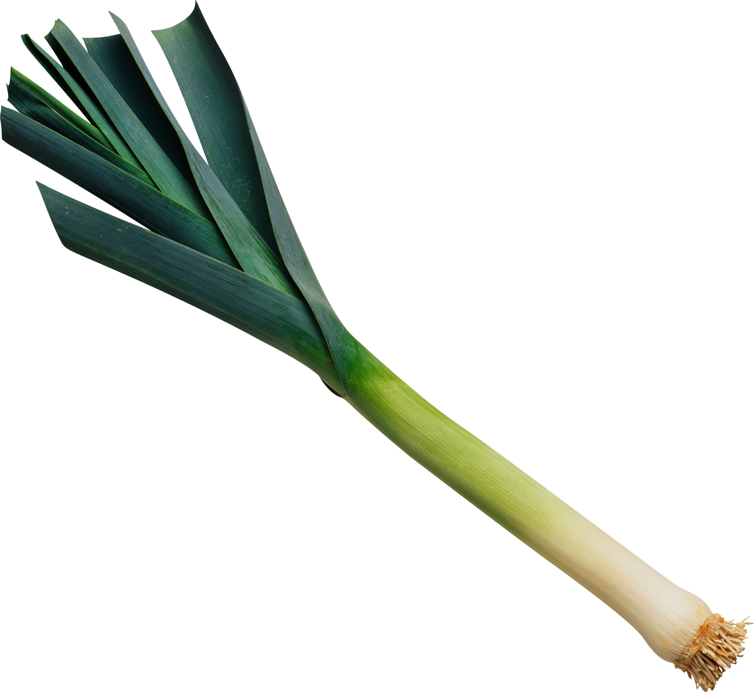 Leek